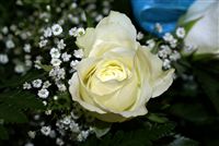 más hermosa rosa blanca