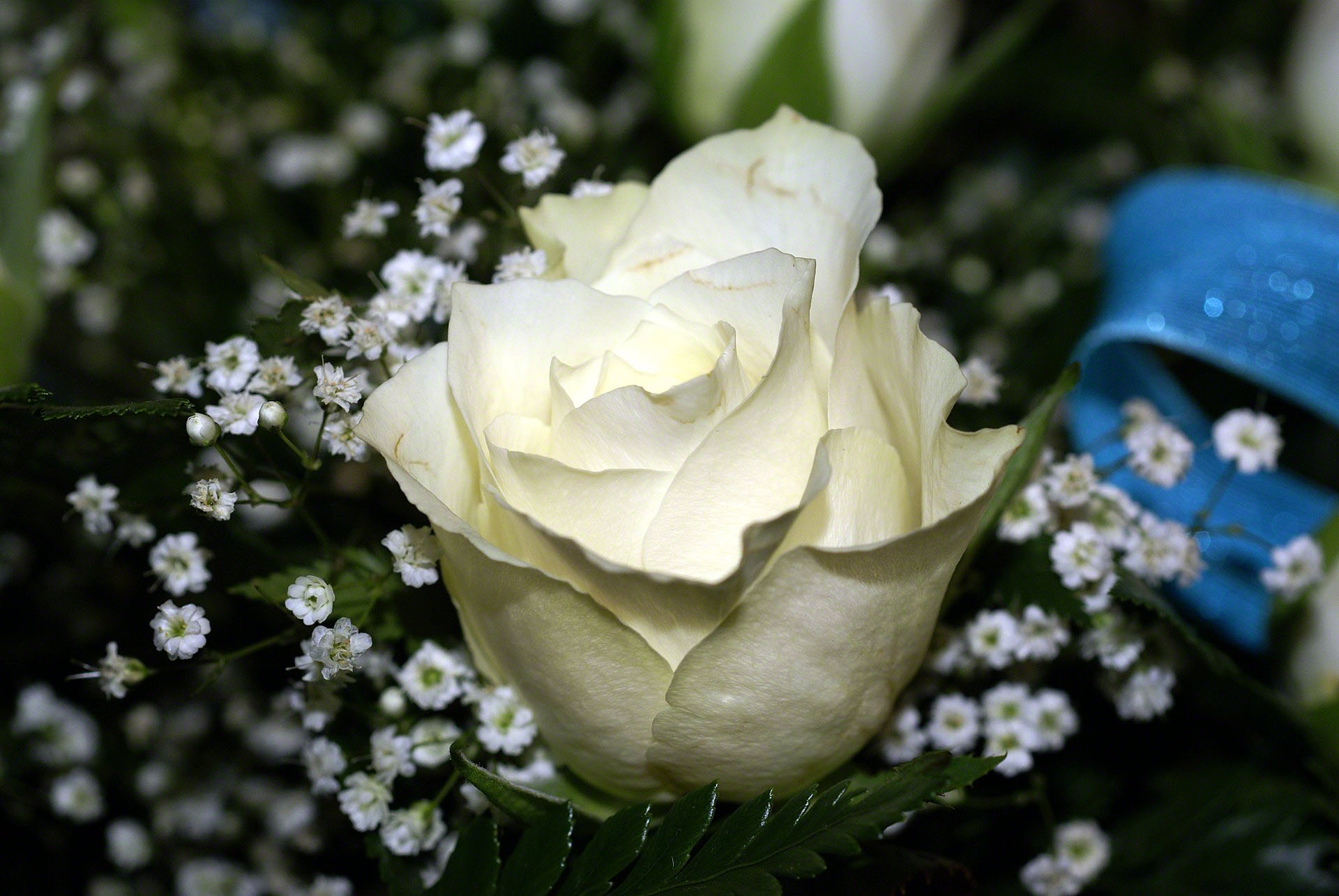 http://www.fabiovisentin.com/photography/photo/12/white-rose-bouquet-0267015.jpg