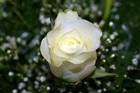 bella rosa blanca