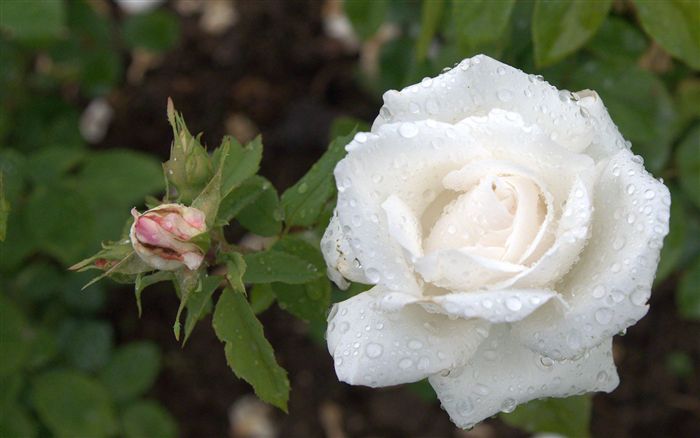 white rose with raindrops 
