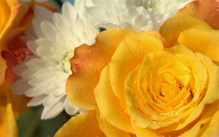 yellow rose 