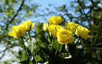Yellow roses 