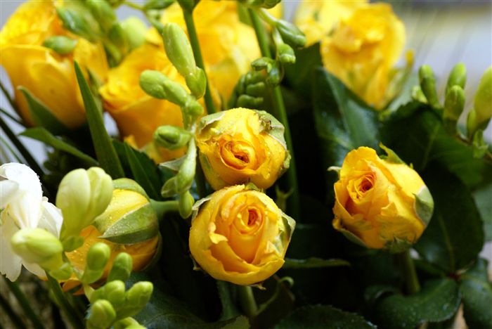 Yellow rose bouquet with freesia 