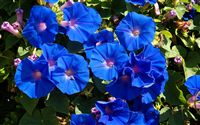 Blue Bellflower 