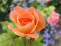 Peach Rose 
