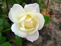 Most beautiful White Rose 