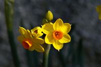 Jonquilla Daffodils 