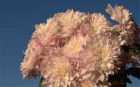 Chrysanthemums  mums 