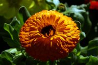 orange Pot Marigold high resolution 