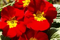 red primrose closeup 