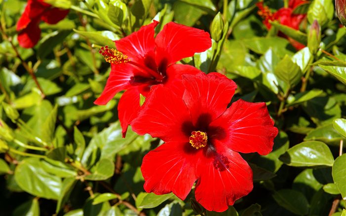 couple of red hibiscus 