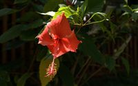 Hibiscus rosa-sinensis 