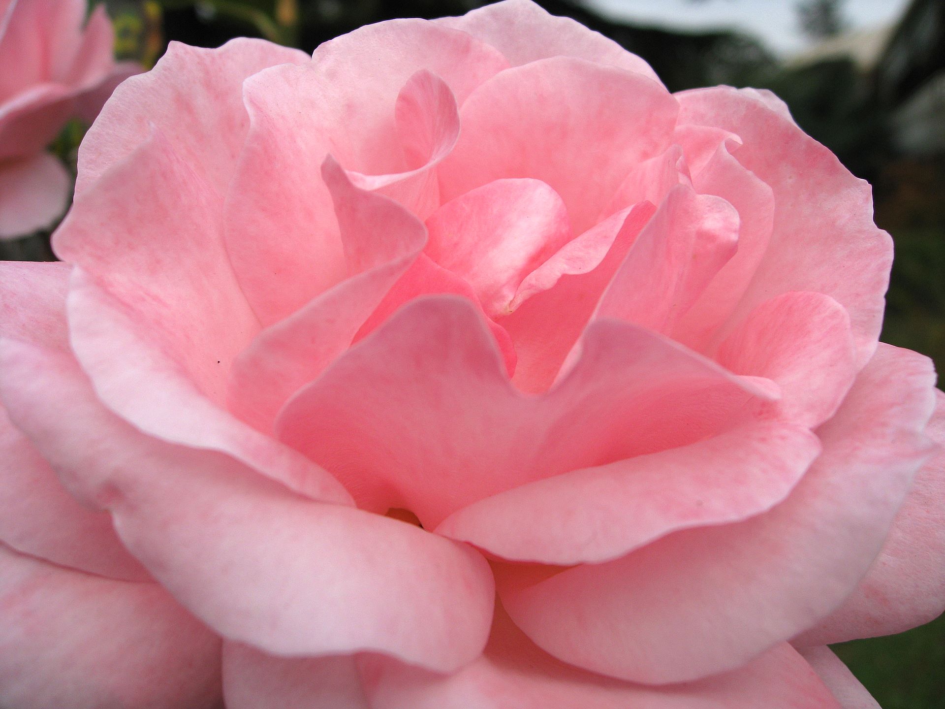 Rose Wallpaper, wild rose for your desktop in full high resolution 1920x1200
