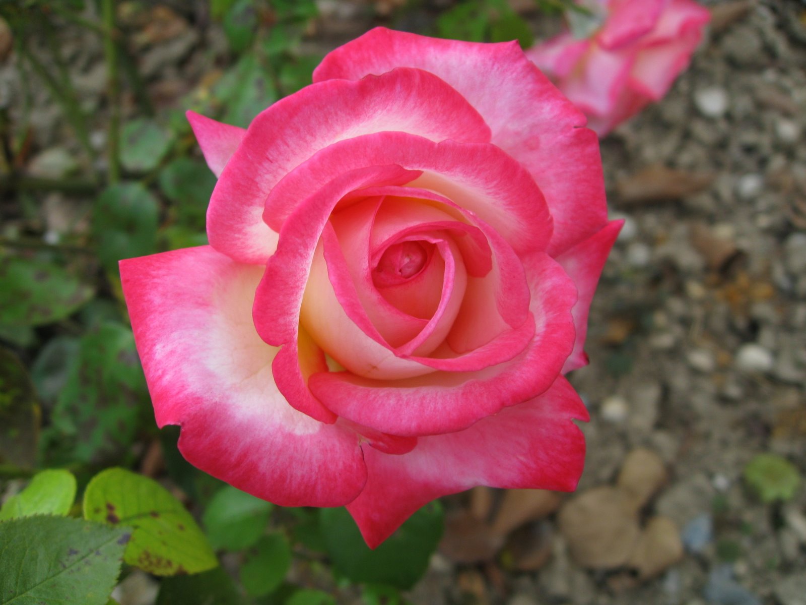 Most Beautiful Rose