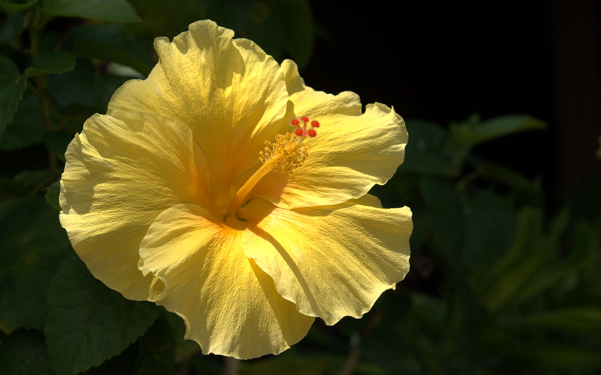  up of hibiscus in high resolution photo ready for your desktop wallpaper 