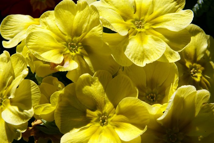 yellow primrose 
