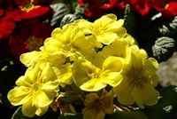 yellow primorose - primula 