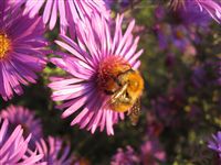 Aster Alpinus with bumble bee 