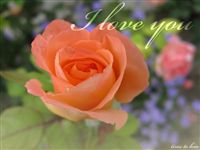 Love you Ecard peach rose 