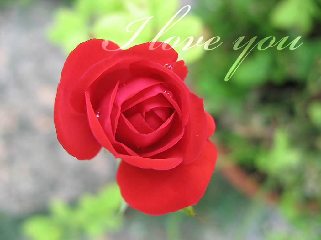 Love you Ecard small rose