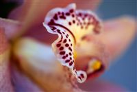 beautiful orchid macro 