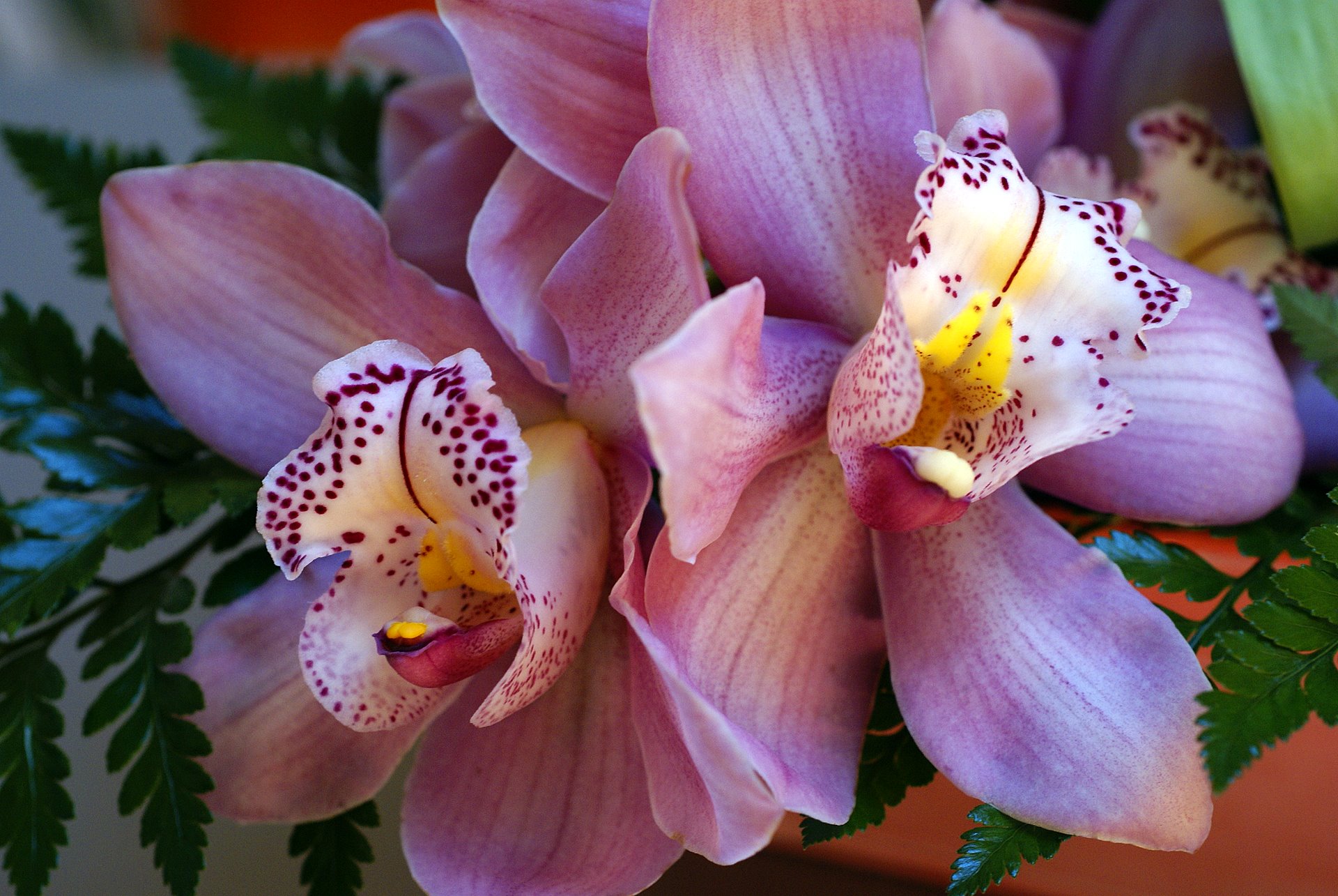 beautiful-orchid-00925.jpg