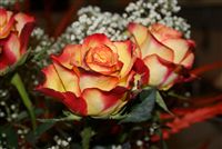 Bicolor mutable yellow to red Rose 