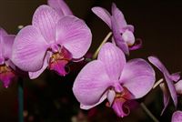 Beautiful Orchids 