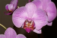 Beautiful Orchid flower Macro 