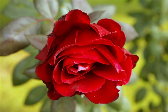 red rose (Red Rose - 1024 x 2011
