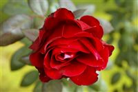 Rde Rose 