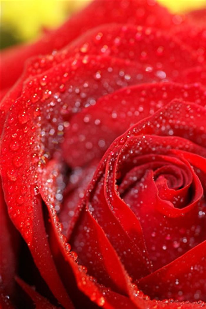 red roses wallpaper. Iphone Wallpaper red rose