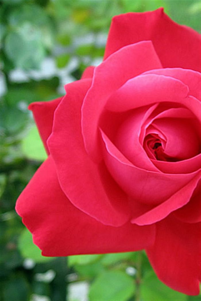 wallpaper rose. Iphone Wallpaper rose, ipod