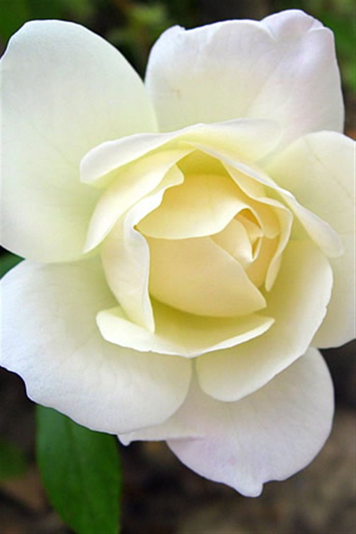 Iphone Wallpaper white rose, ipod touch wallpaper
