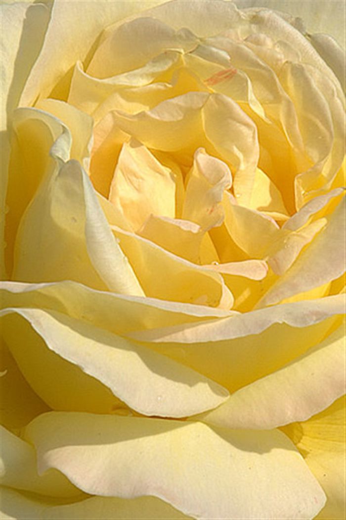 iphone yellow rose wallpaper