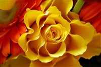 amazing yellow rose 