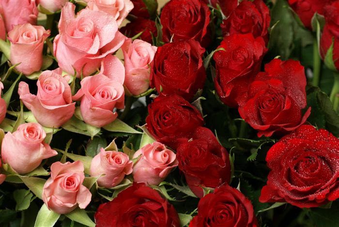 Pink and red roses photo 
