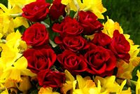 Red Roses and Yellow Narcissus 
