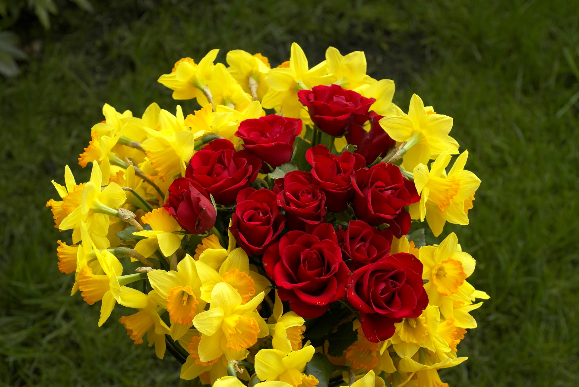 yellow narcissus and red roses