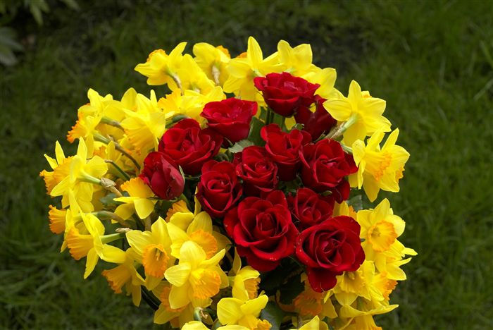yellow narcissus and red roses 