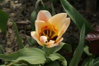 Orange Tulip 