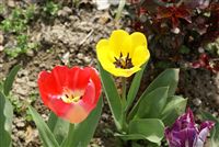 Colorful Tulips photo 