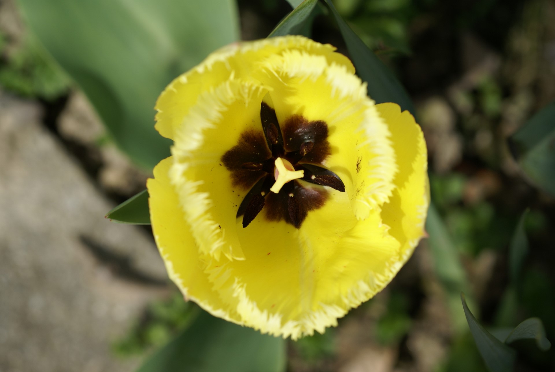 Yellow fringed Tulip