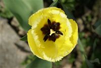 Yellow fringed Tulip 