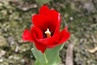 Red Tulip head close up 