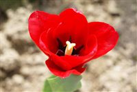 Red Tulip close up 