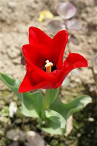 Red Tulip 