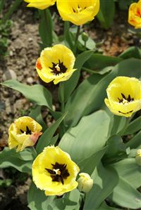 Yellow fringed Tulips 