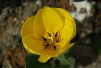 Yellow Tulip macro 