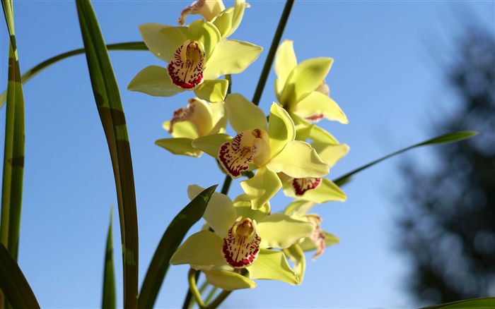 Cymbidium orchid 